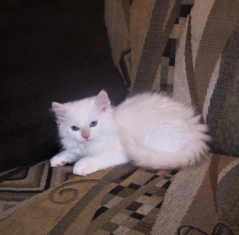 Munchkin Cats For Sale Pike Pine Retail Core, WA 247081