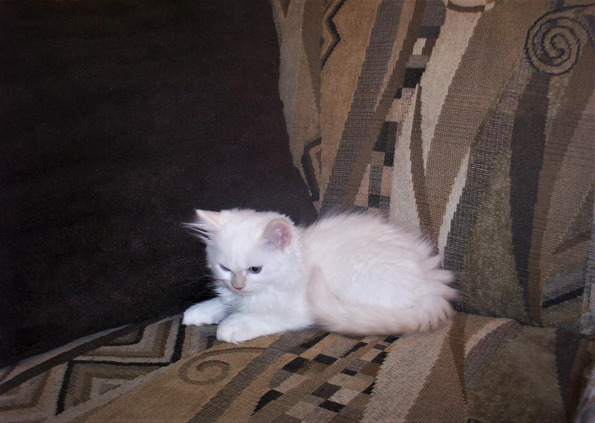 Munchkin Cats For Sale Pike Pine Retail Core, WA 247081