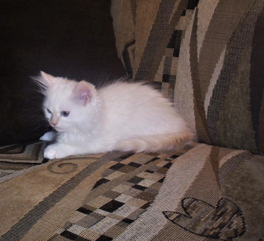 Munchkin Cats For Sale Pike Pine Retail Core, WA 247081