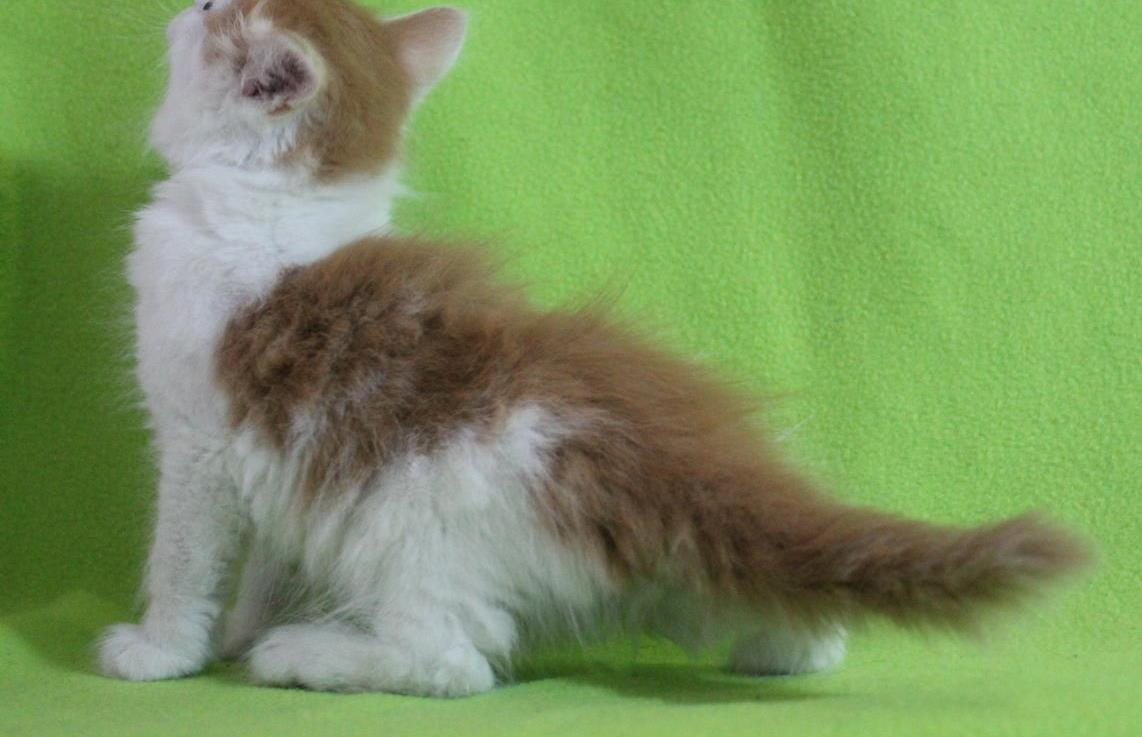 Munchkin Cats For Sale Wichita, KS 256037 Petzlover