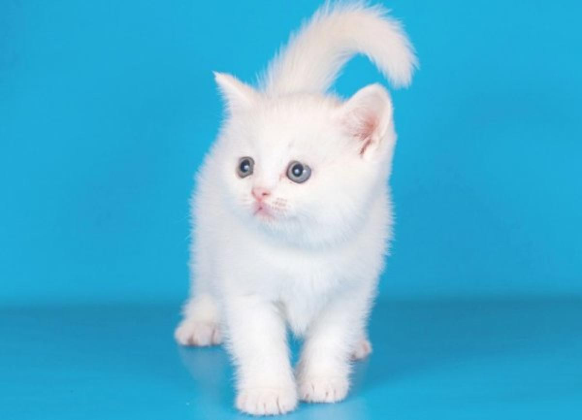 Munchkin Cats For Sale Boston, MA 266200 Petzlover