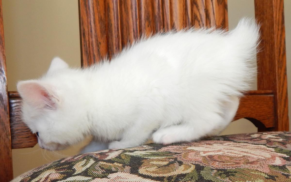 Munchkin Cats For Sale Boston, MA 266200 Petzlover