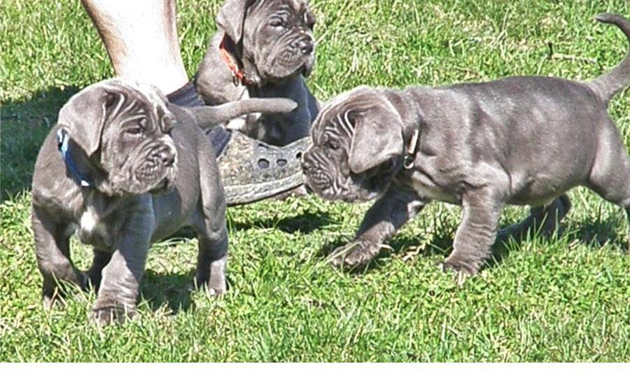Neapolitan Mastiff Puppies For Sale Miami, FL 133642