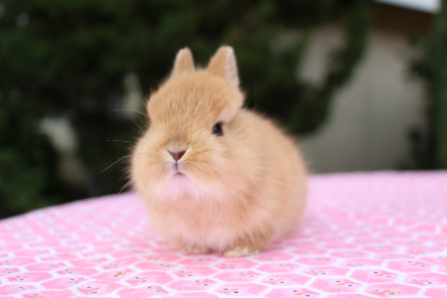 baby dwarf rabbits for sale