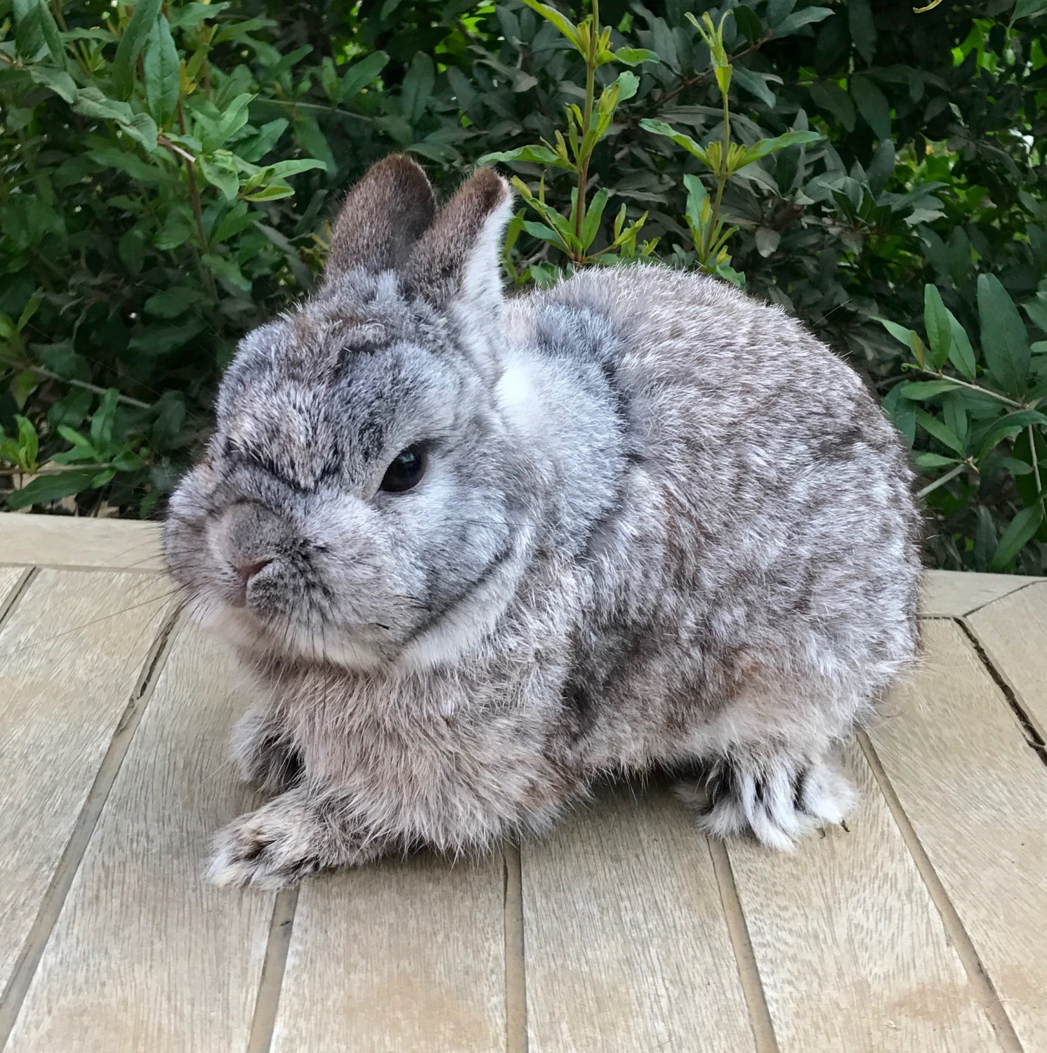 brown netherland dwarf rabbit