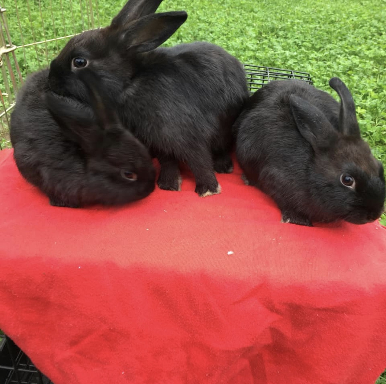 Netherland Dwarf rabbit Rabbits For Sale Freehold, NJ 285600