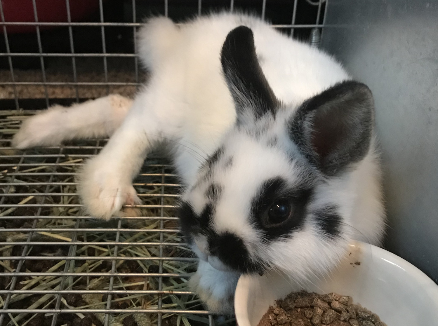 Netherland Dwarf Rabbit Rabbits For Sale Mckinney Tx 286502