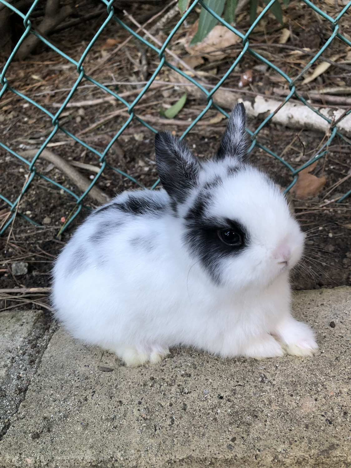 Netherland Dwarf Rabbit Rabbits For Sale Anaheim Hills Ca 287698