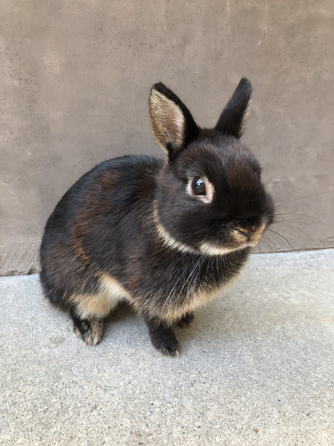 Netherland Dwarf Rabbit Rabbits For Sale Anaheim Hills Ca 312112