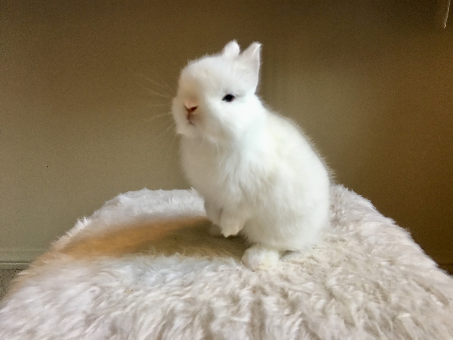 netherland dwarf rabbit for sale ny