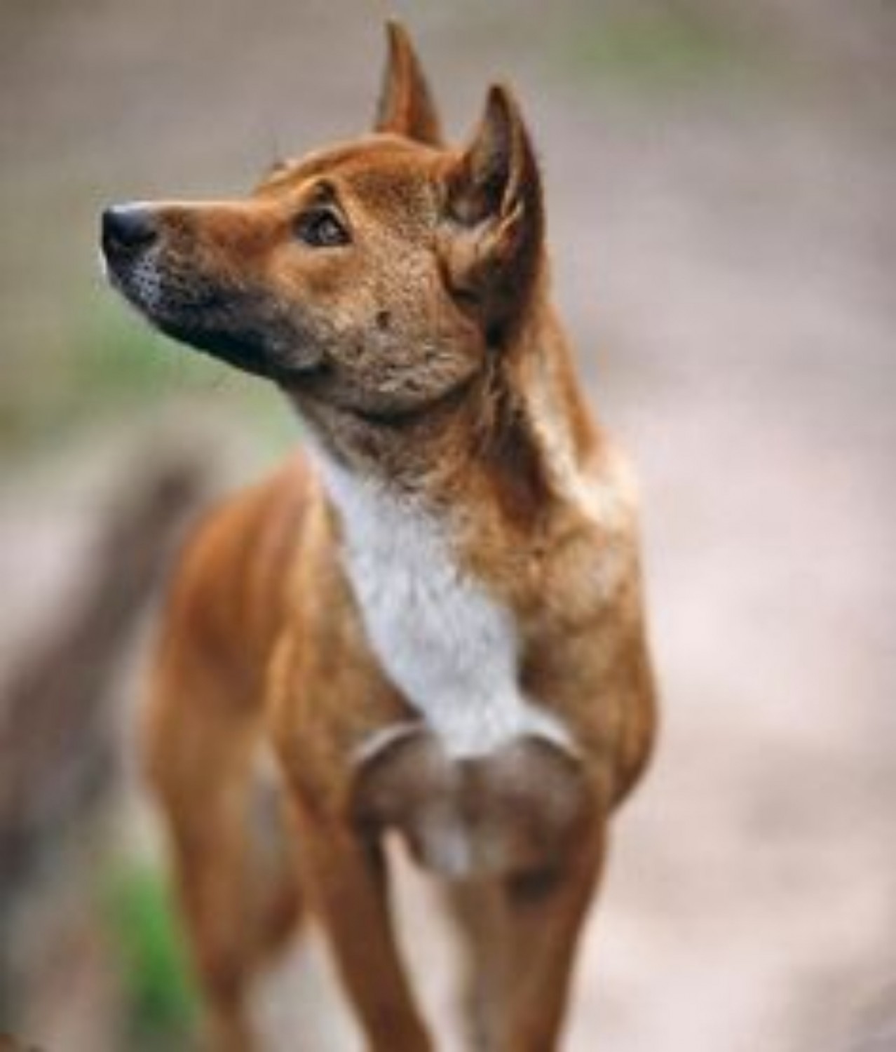 New Guinea Singing Dog Vs Hawaiian Poi Dog Breed Comparison