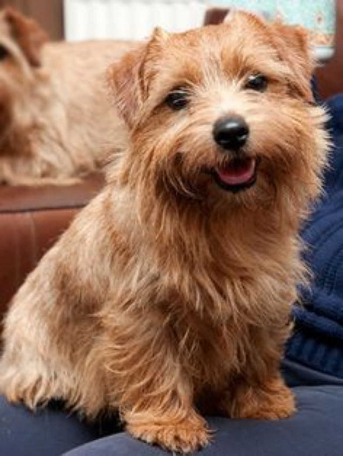 Norfolk Terrier Vs Jack Russell Terrier Breed Comparison