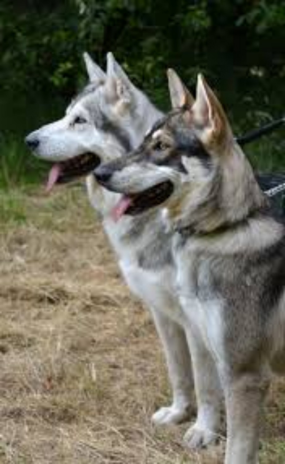 Northern Inuit Dog Vs Rottweiler Breed Comparison