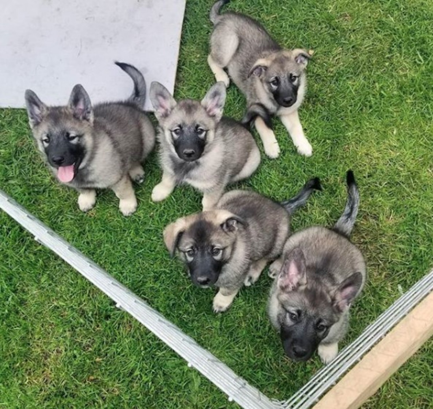 norwegian elkhound puppies for sale
