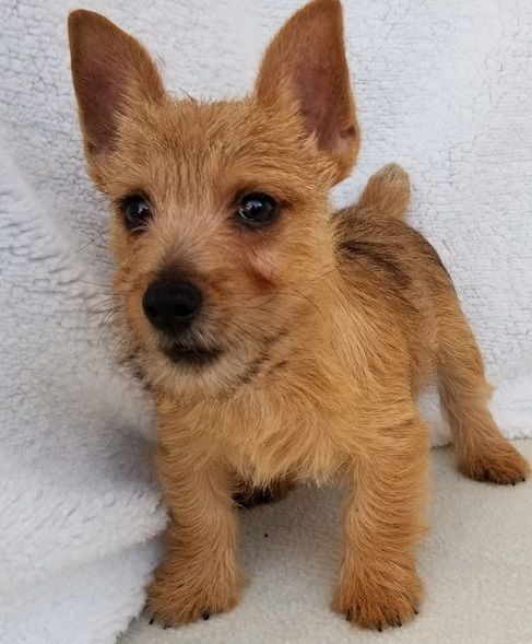 Norwich Terrier Puppies For Sale | Houston, TX #258285