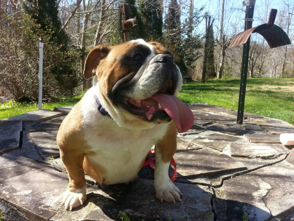 Old English Bulldog Puppies For Sale Andrews, NC 76513