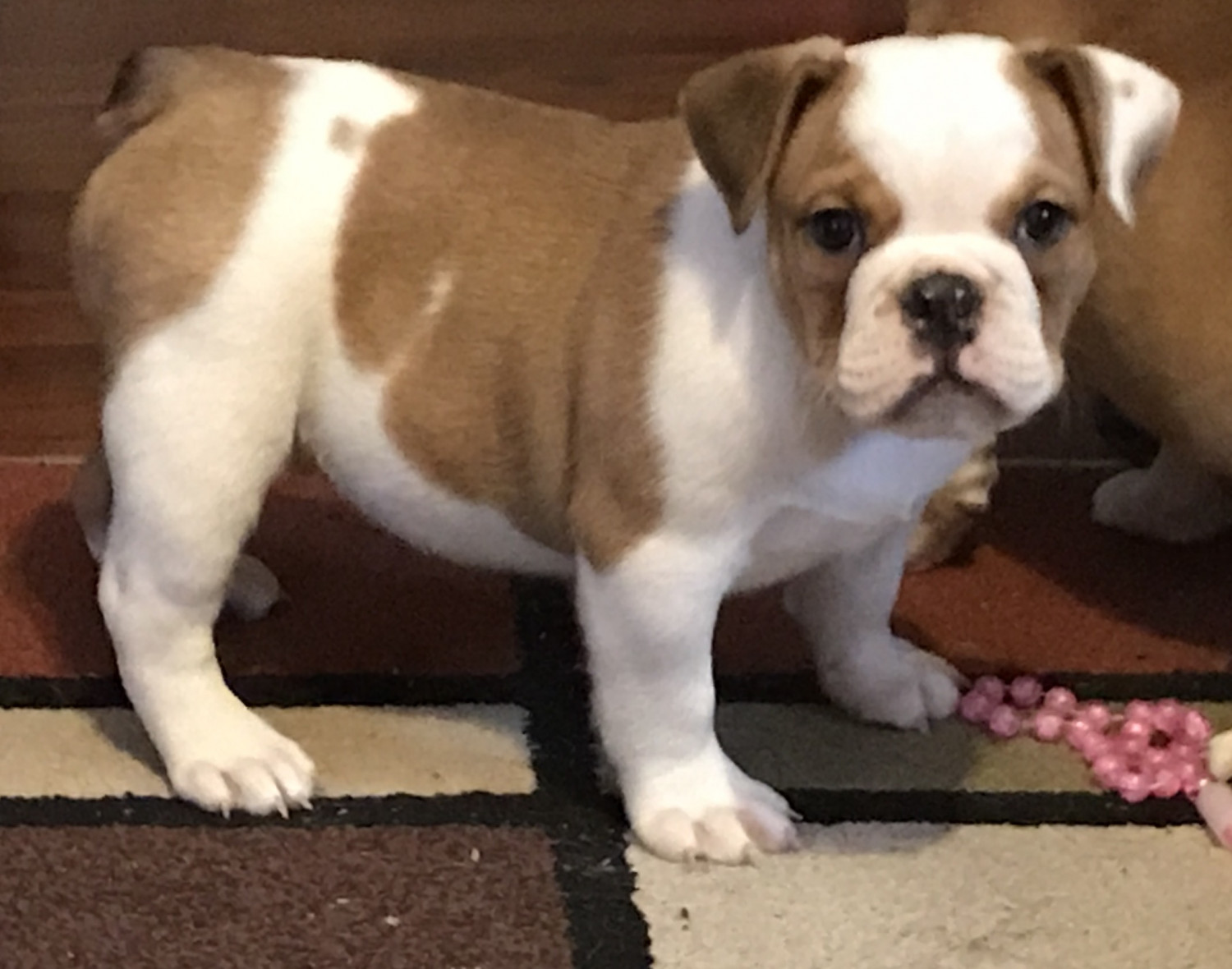 Old English Bulldog Puppies For Sale New Bedford, MA 193272