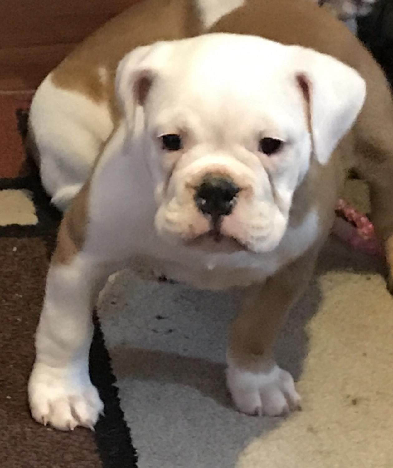 Old English Bulldog Puppies For Sale New Bedford, MA 193272