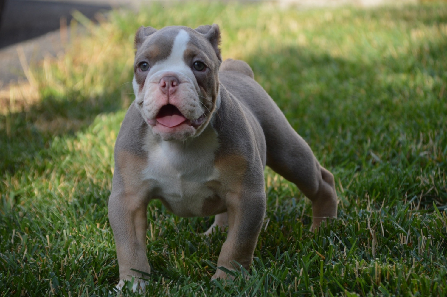 Old English Bulldog Puppies For Sale Columbus, OH 230011