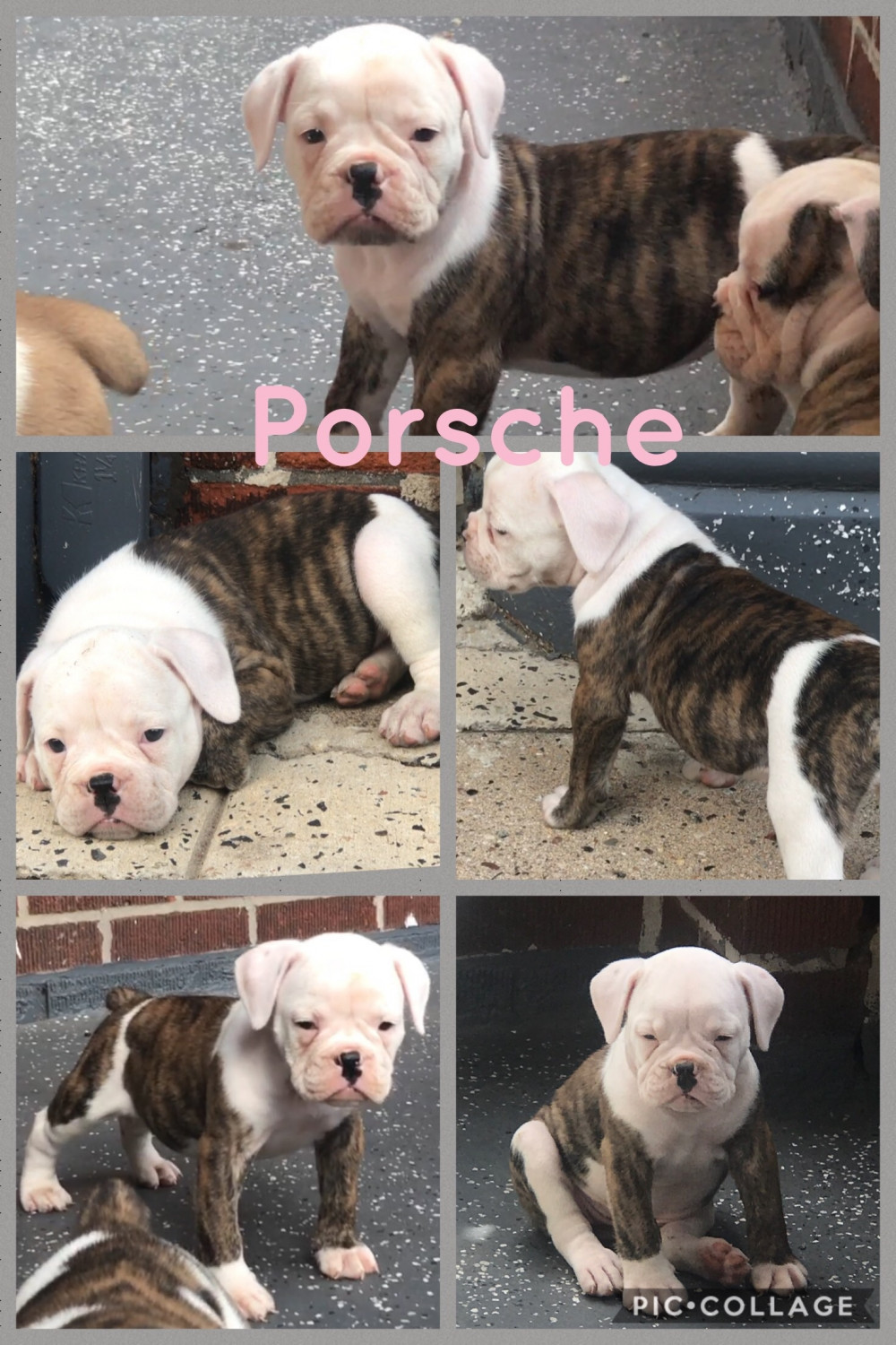 Old English Bulldog Puppies For Sale Collingswood, NJ