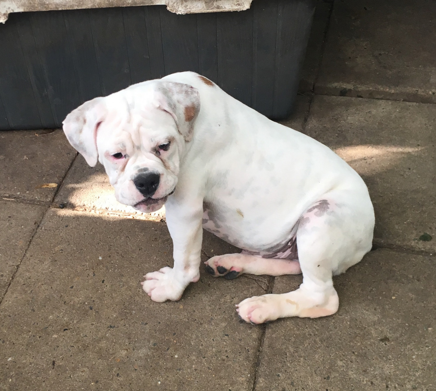 Old English Bulldog Puppies For Sale Berlin, CT 241570