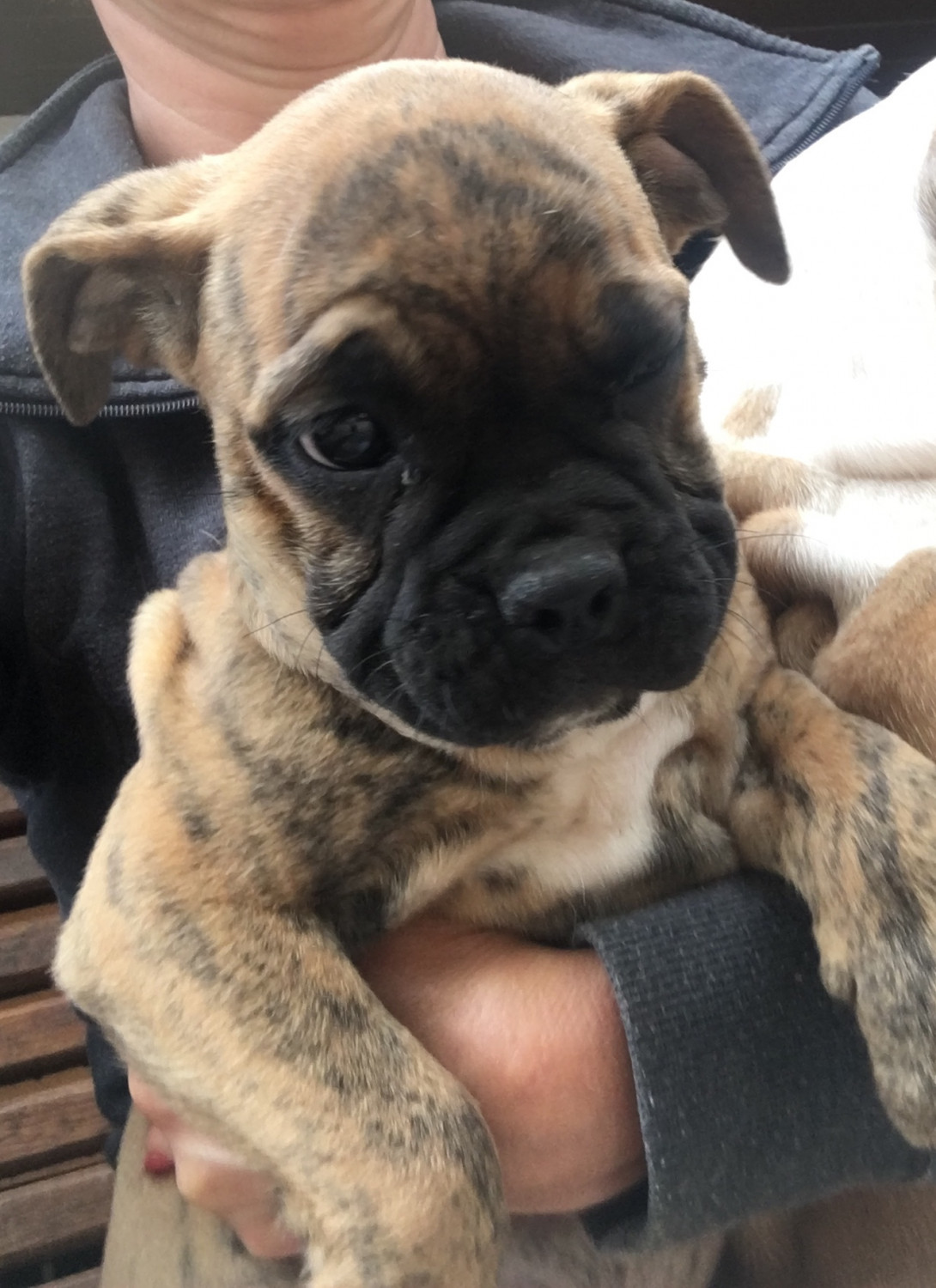 Old English Bulldog Puppies For Sale Berlin, CT 241570