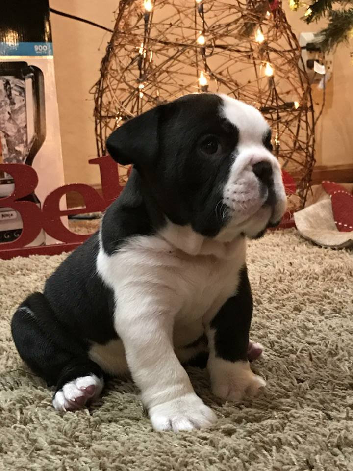 Old English Bulldog Puppies For Sale Fredericktown, OH