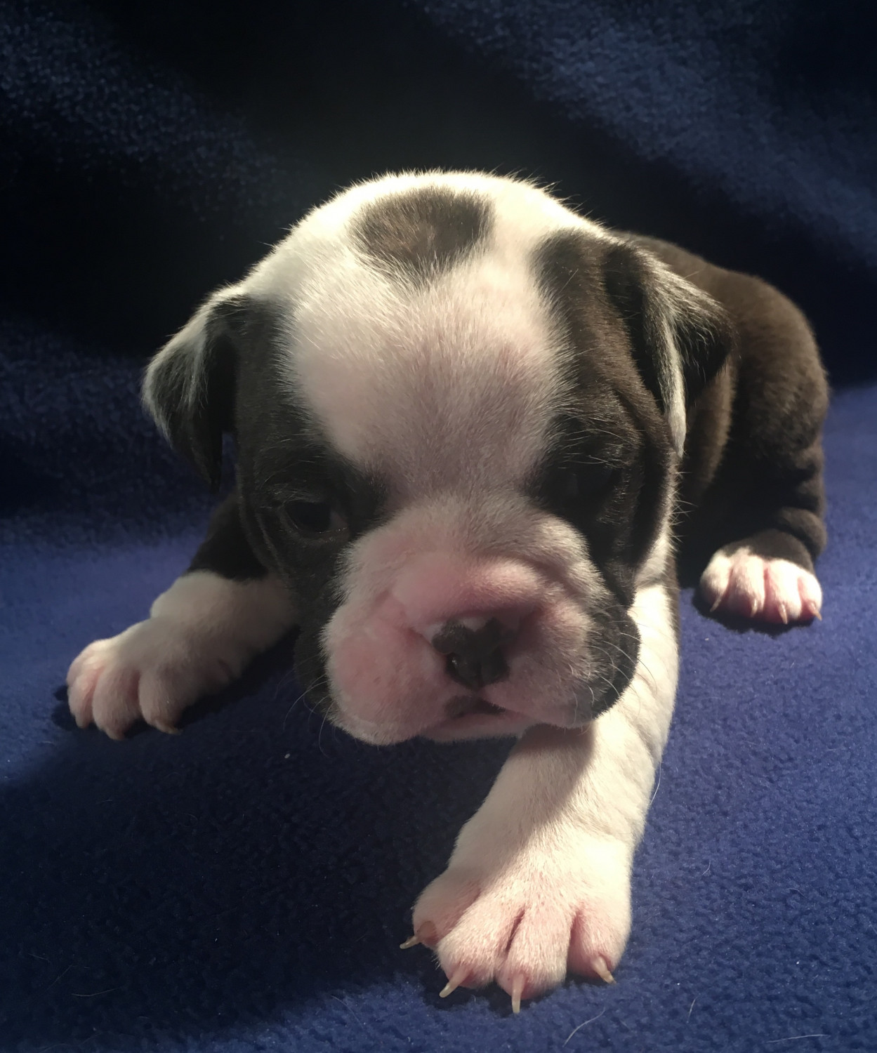 Old English Bulldog Puppies For Sale Bellville, OH 260714