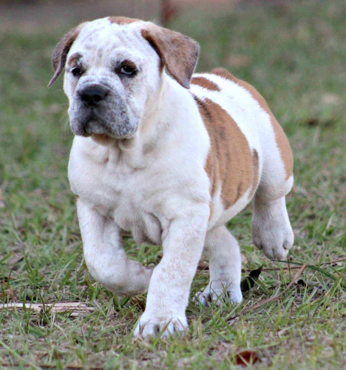 Old English Bulldog Puppies For Sale Winter Park, FL 260298