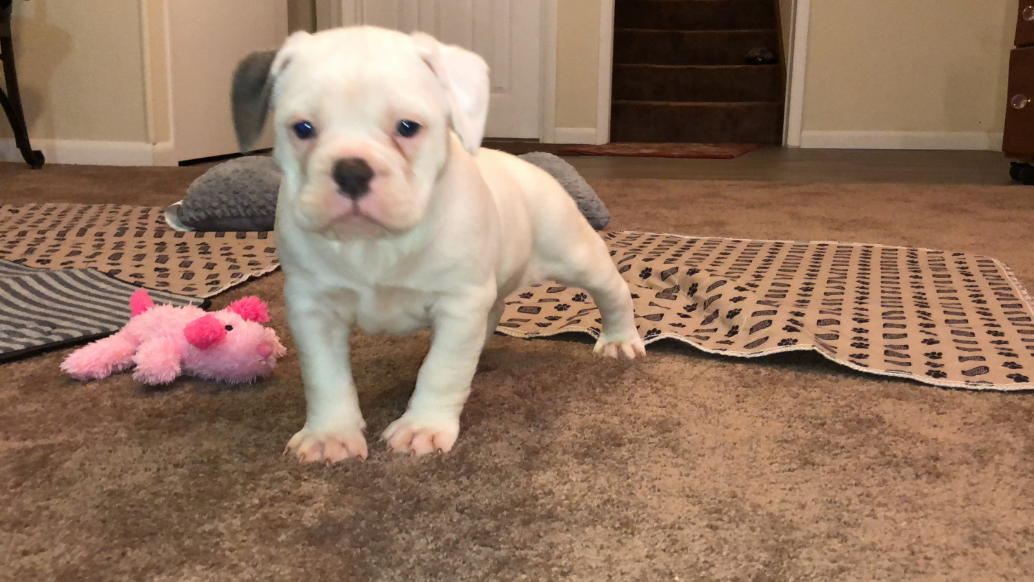 Old English Bulldog Puppies For Sale Madison, WI 268479