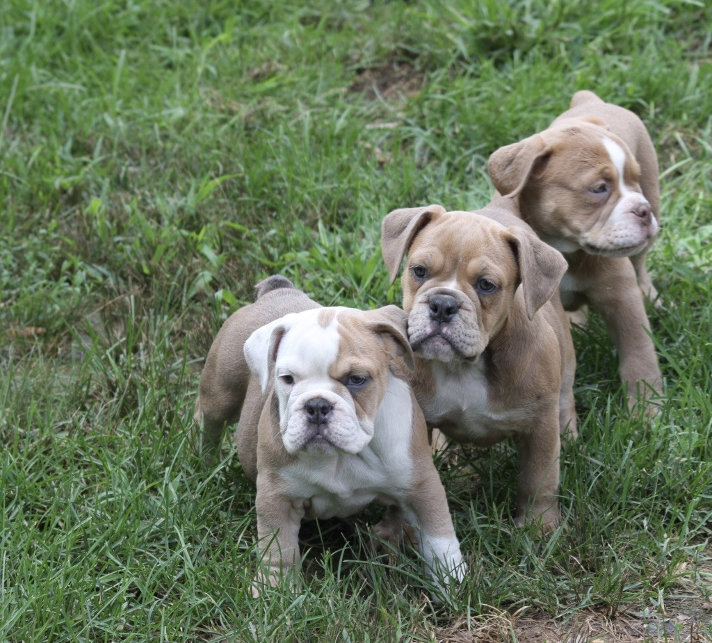 Old English Bulldog Puppies For Sale | Southern Maryland, MD #280577
