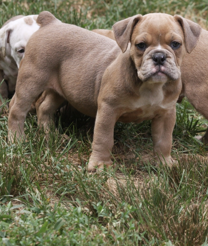 Old English Bulldog Puppies For Sale Southern Maryland