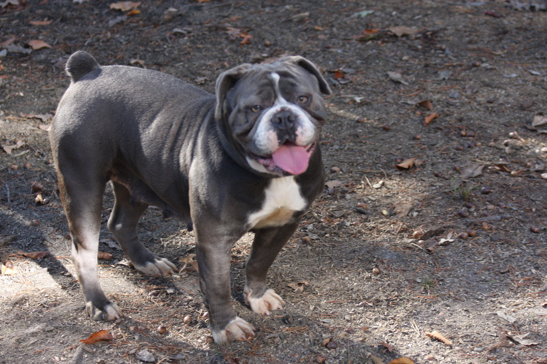 Old English Bulldog Puppies For Sale Southern Maryland