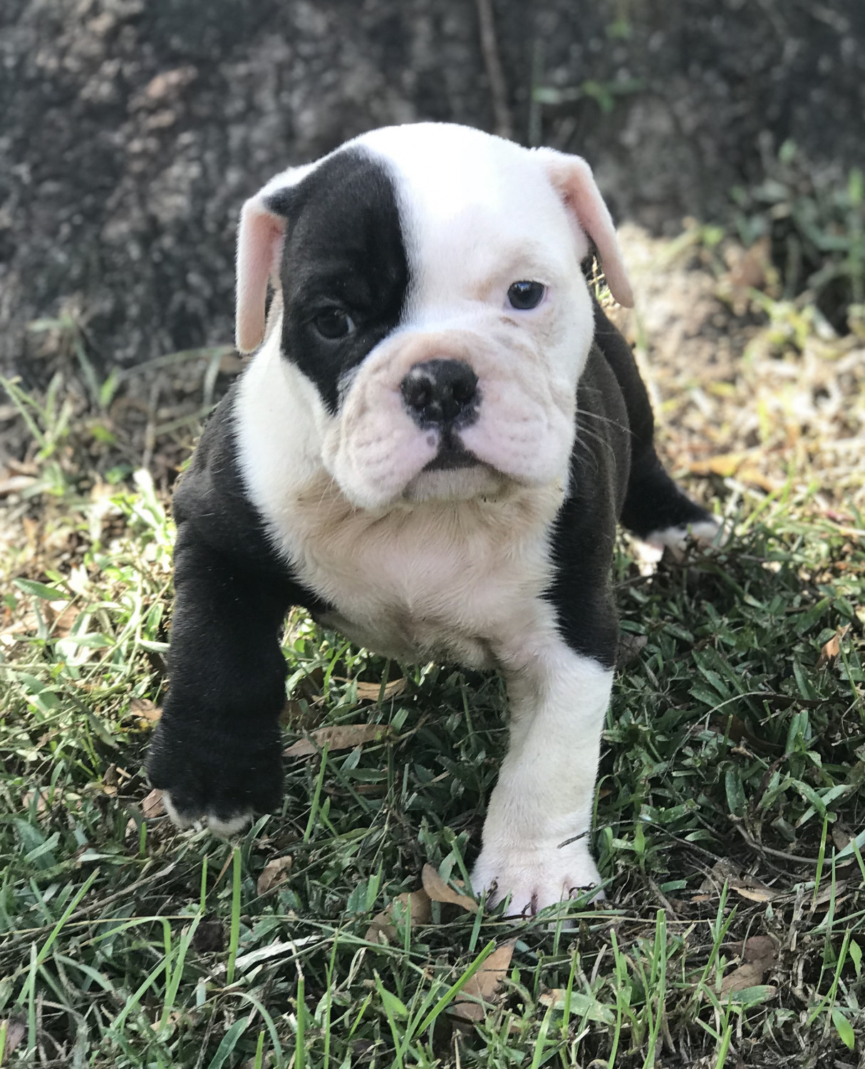Old English Bulldog Puppies For Sale 