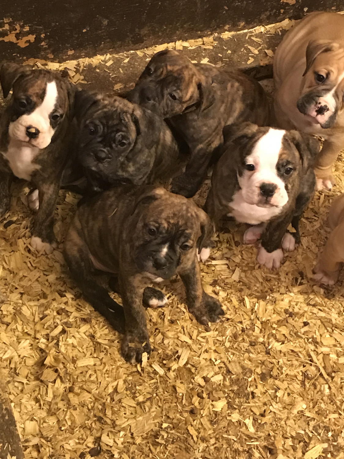 Old English Bulldog Puppies For Sale | Zimmerman, MN #285121