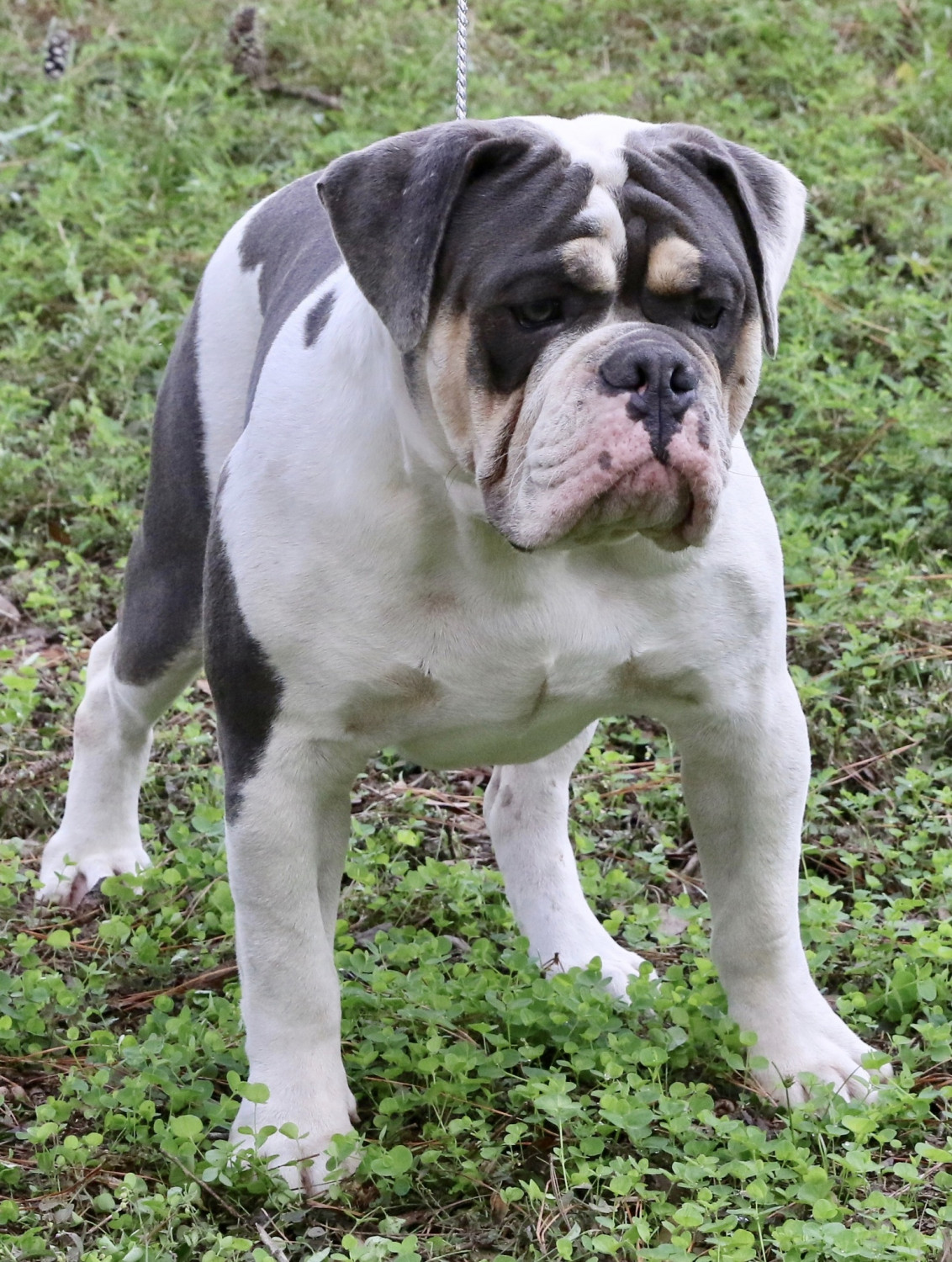 Old English Bulldog Puppies For Sale | Ocala, FL #284304