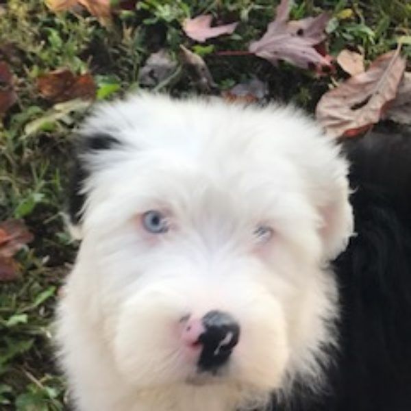 Old English Sheepdog Puppies For Sale Canton, OH 251318
