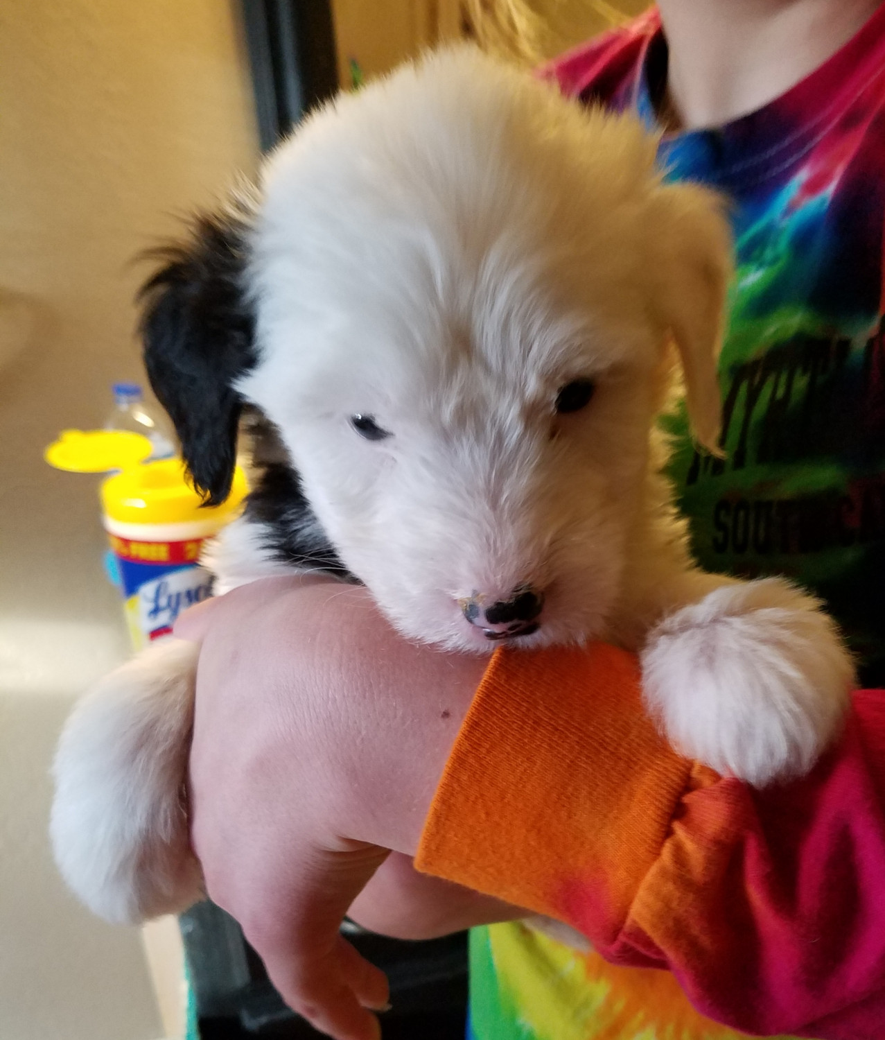 Old English Sheepdog Puppies For Sale Akron, OH 264408