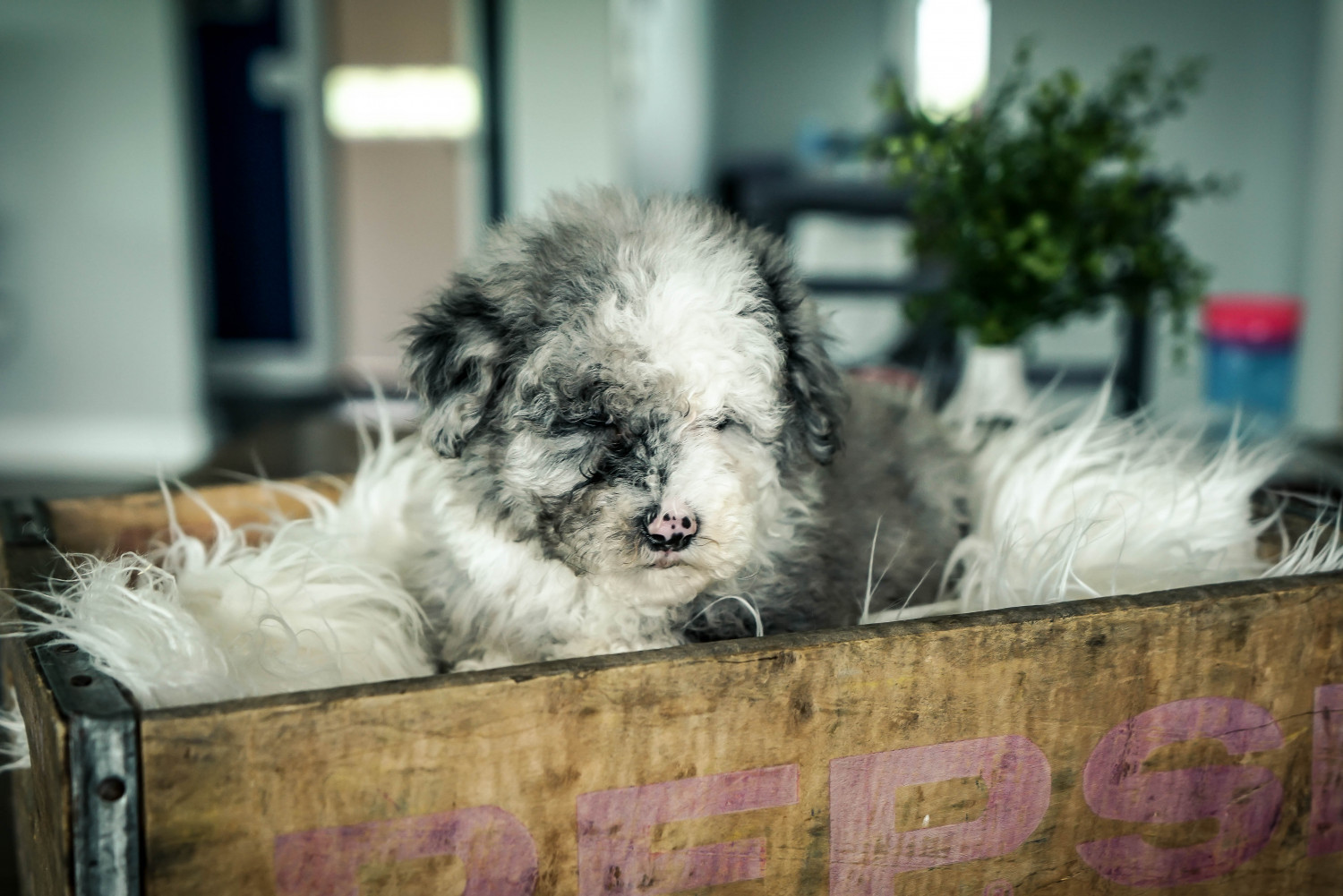 Old English Sheepdog Puppies For Sale Sugarcreek, OH 298315