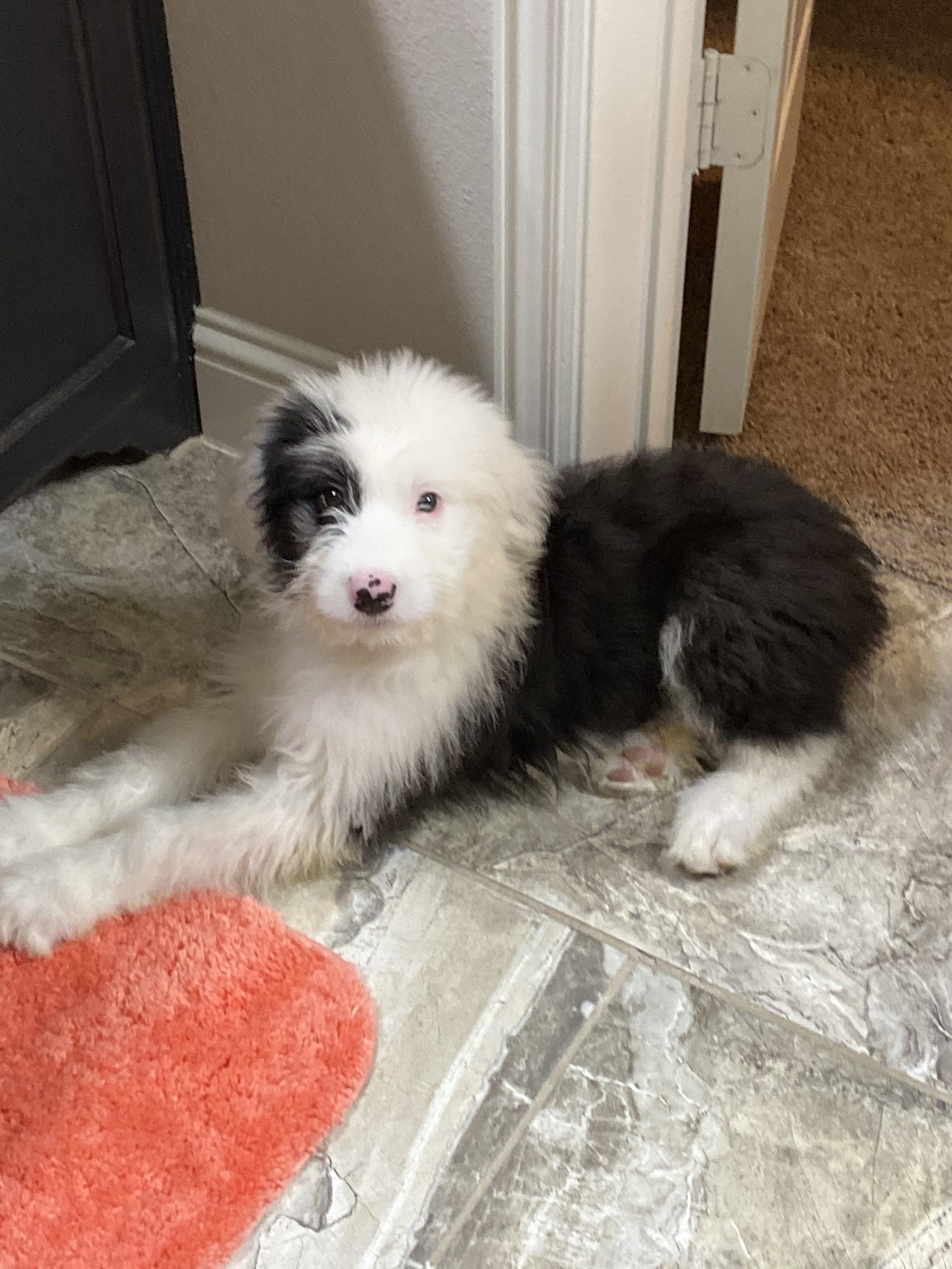 Old English Sheepdog Puppies For Sale Frisco Tx 318624