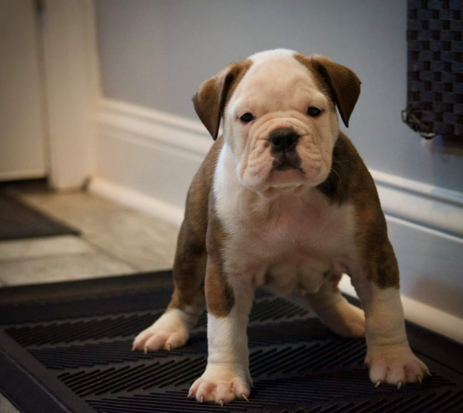 Olde English Bulldogge Puppies For Sale Mount Prospect
