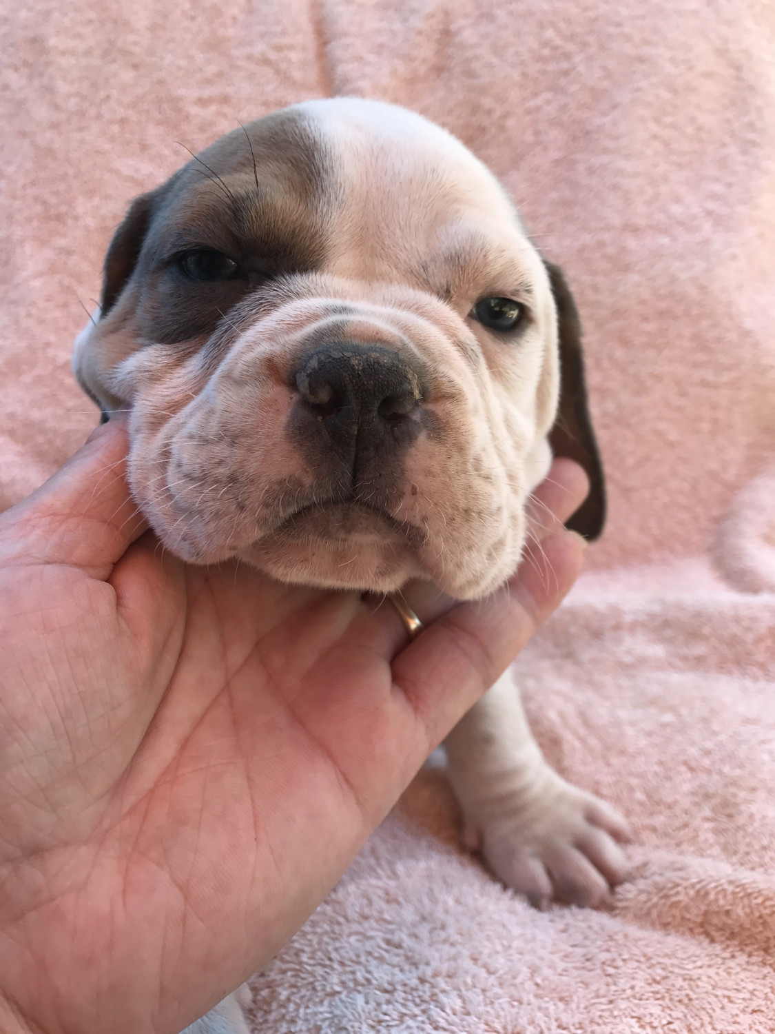Olde English Bulldogge Puppies For Sale Antioch, CA 213065