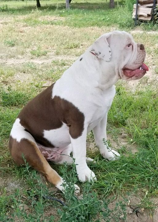 Olde English Bulldogge Puppies For Sale Chino Valley, AZ
