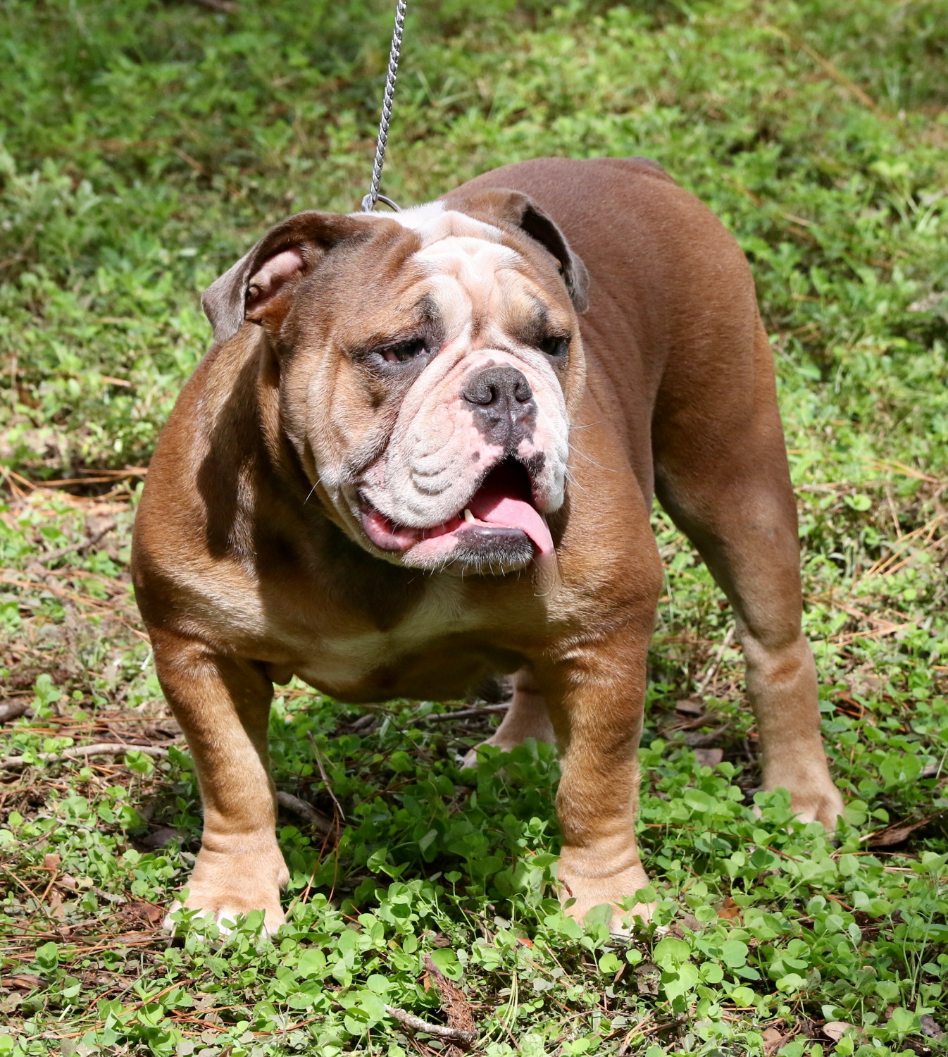 Olde English Bulldogge Puppies For Sale Ocala, FL 251763