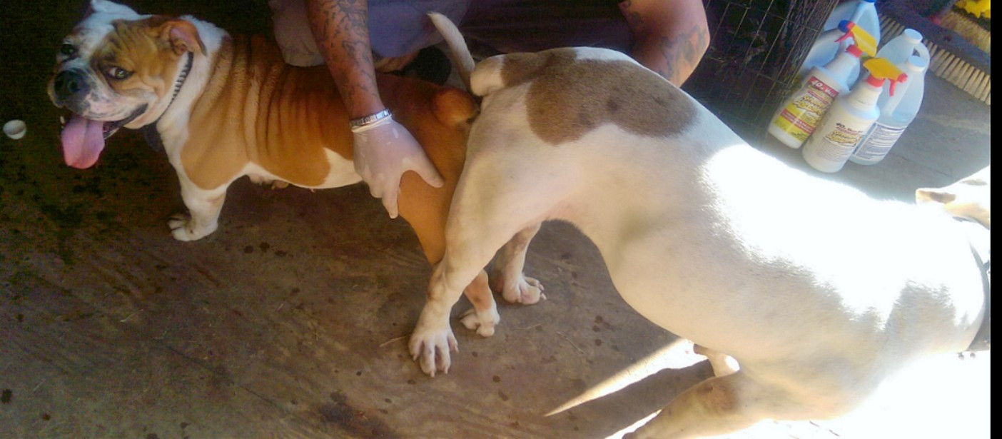 Olde English Bulldogge Puppies For Sale Indianapolis, IN 254205