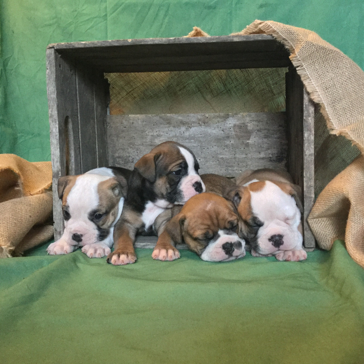 Olde English Bulldogge Puppies For Sale | Mansfield, OH ...
