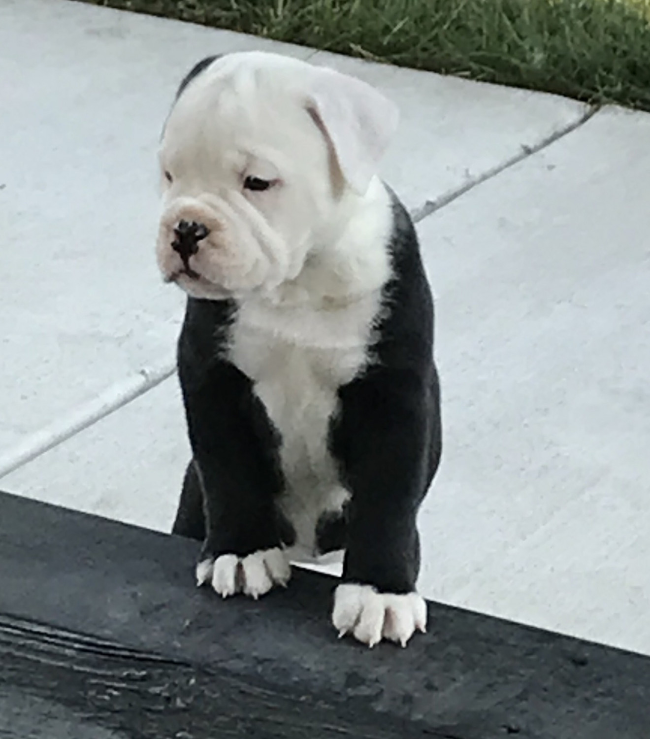 Olde English Bulldogge Puppies For Sale Belle Plaine, MN