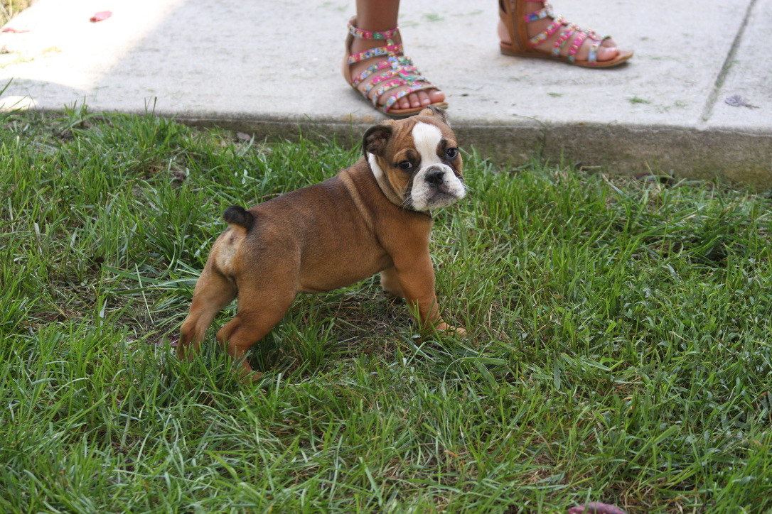 Olde English Bulldogge Puppies For Sale Southern
