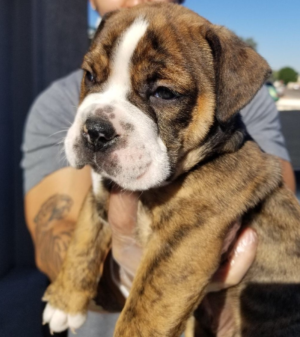 Olde English Bulldogge Puppies For Sale Peoria, AZ 287324