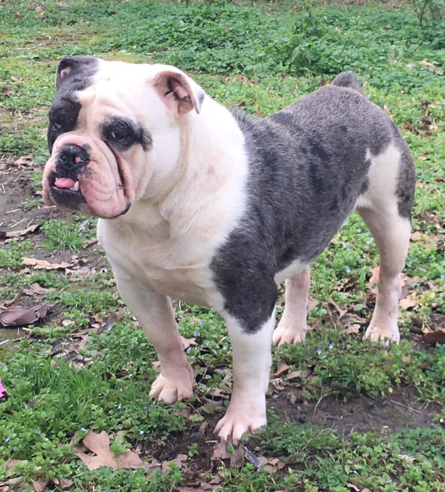 Olde English Bulldogge Puppies For Sale Rockdale, TX 290868